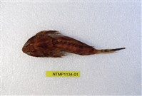 藏品(指鰭(魚銜))的圖片